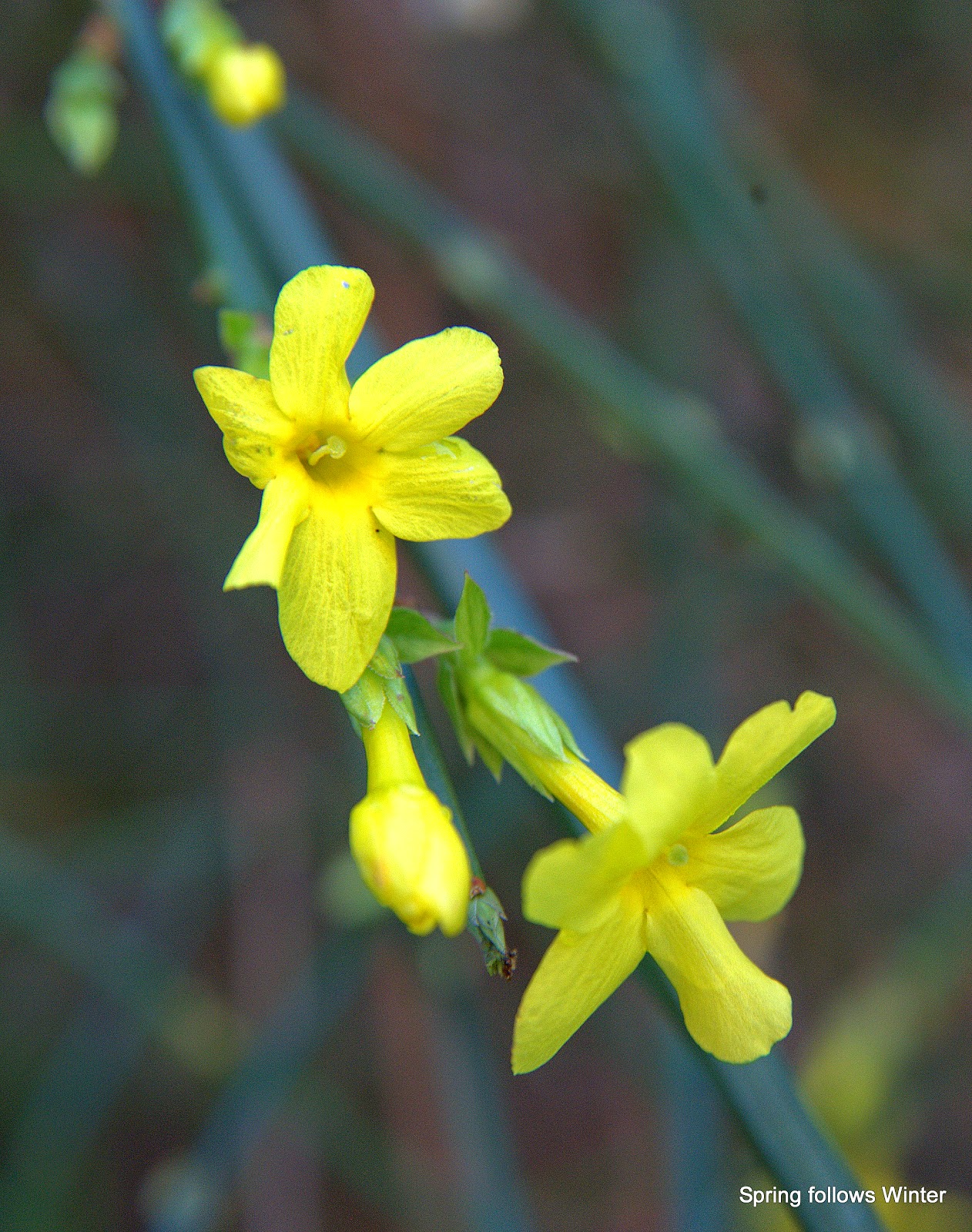 Spring follows Winter Winter Jasmine Jasminum nudiflorum