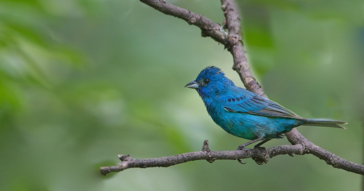 Back in the U.S.A. Indigo Bunting