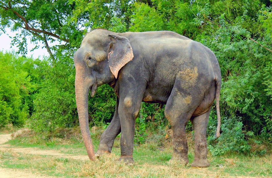 Chú voi Raju được giải cứu sau 50 năm xiềng xích ngày ấy bây giờ ra sao? 4