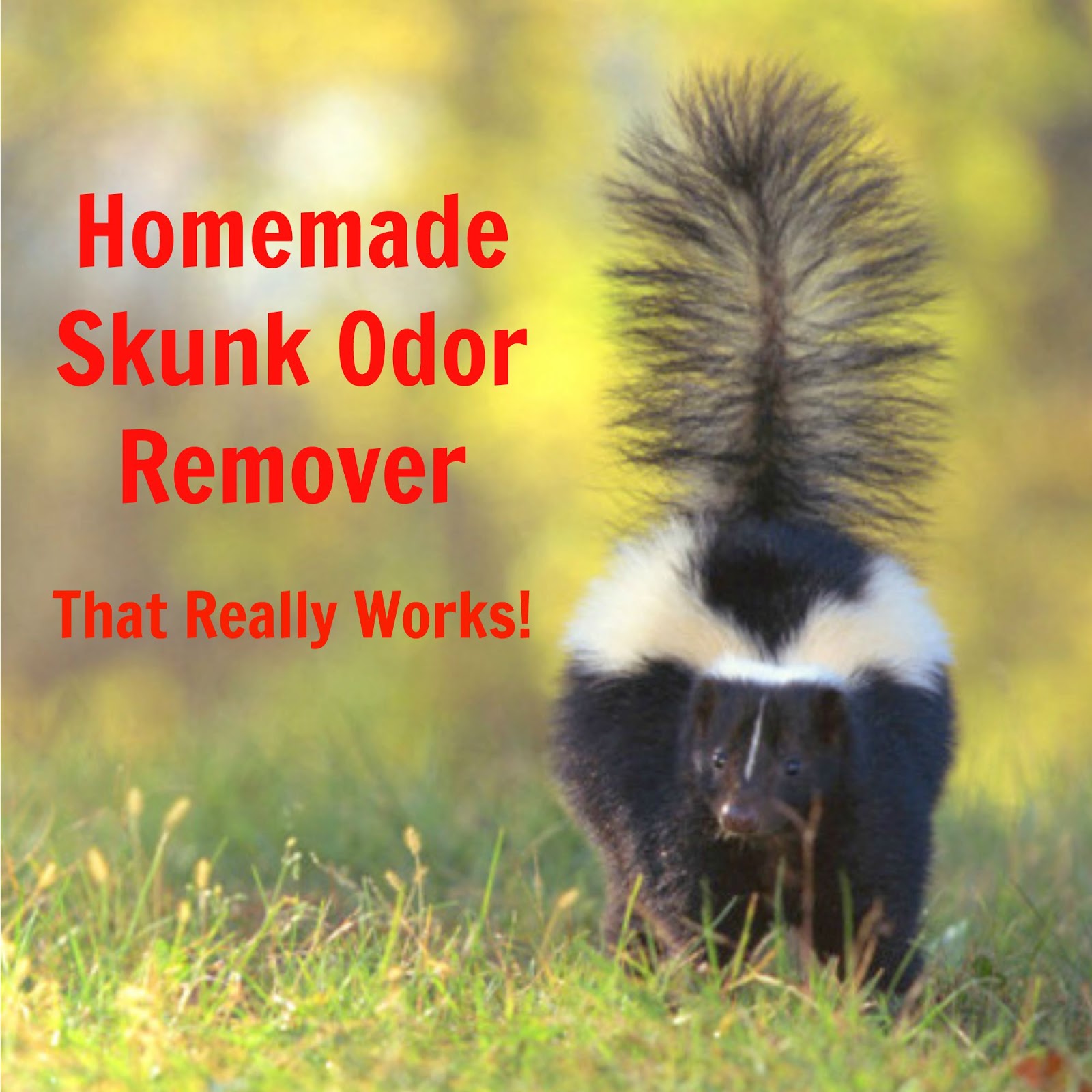 Homemade Skunk Odor Remover The (mis)Adventures of a Homesteadin' Mama