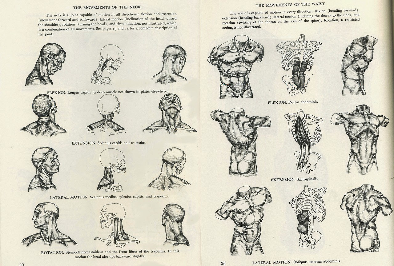 Il pigmentary nota su una fronte la ragione