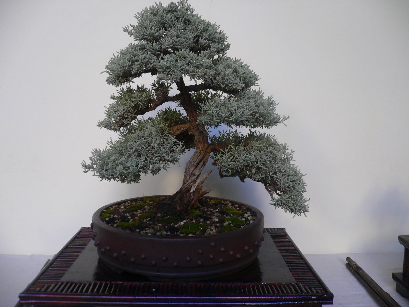 Guayonje Bonsai: BONSAI DE PLANTAS AROMATICAS Y MEDICINALES