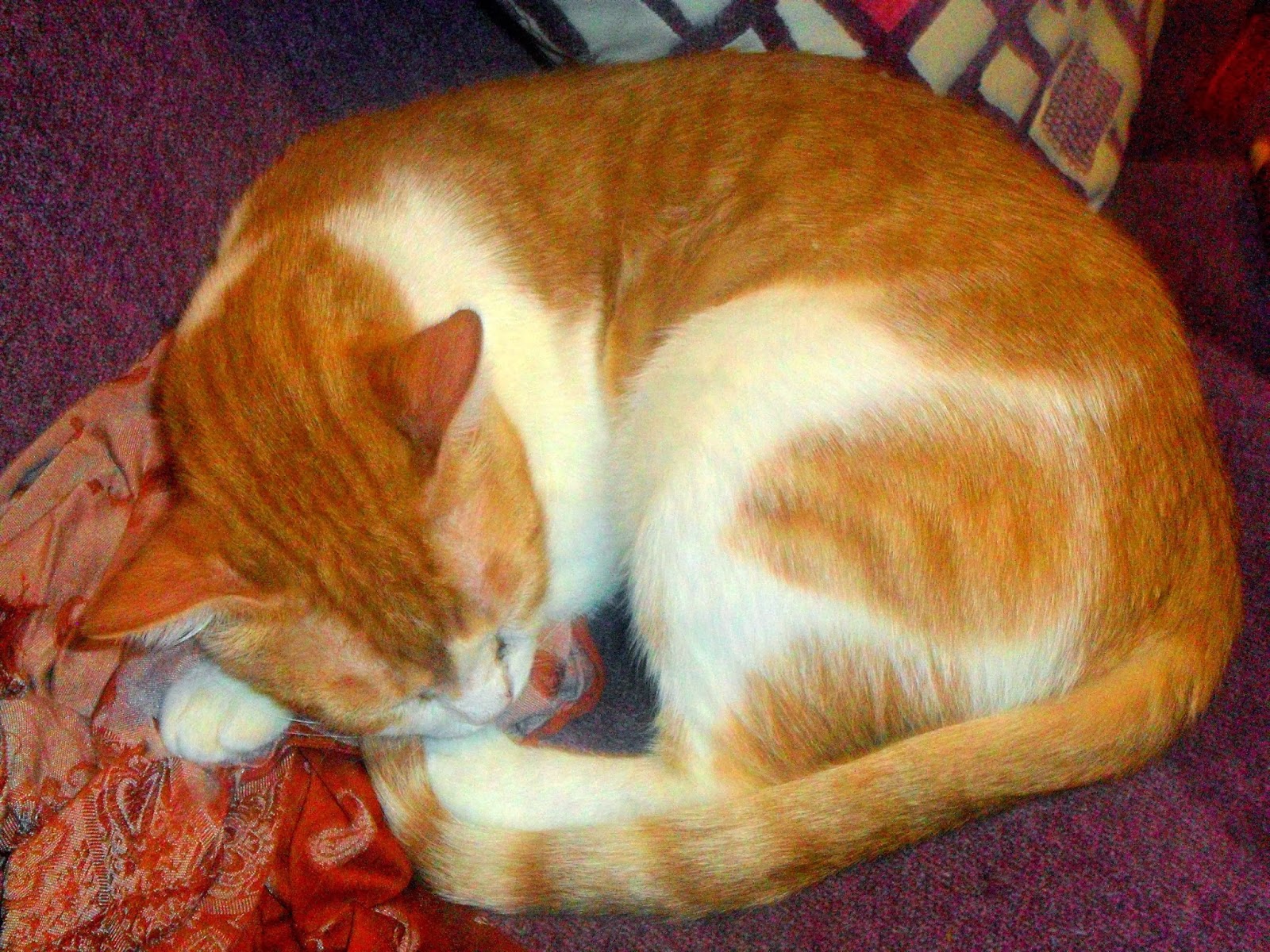 Kedili Blog Kasım 2013