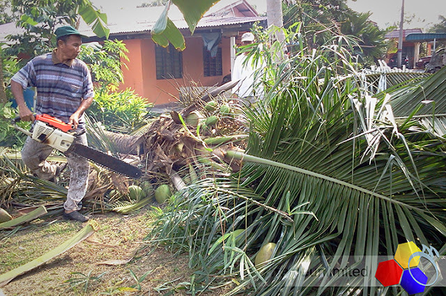 mknace unlimited | lagi pokok kelapa kena tumbang