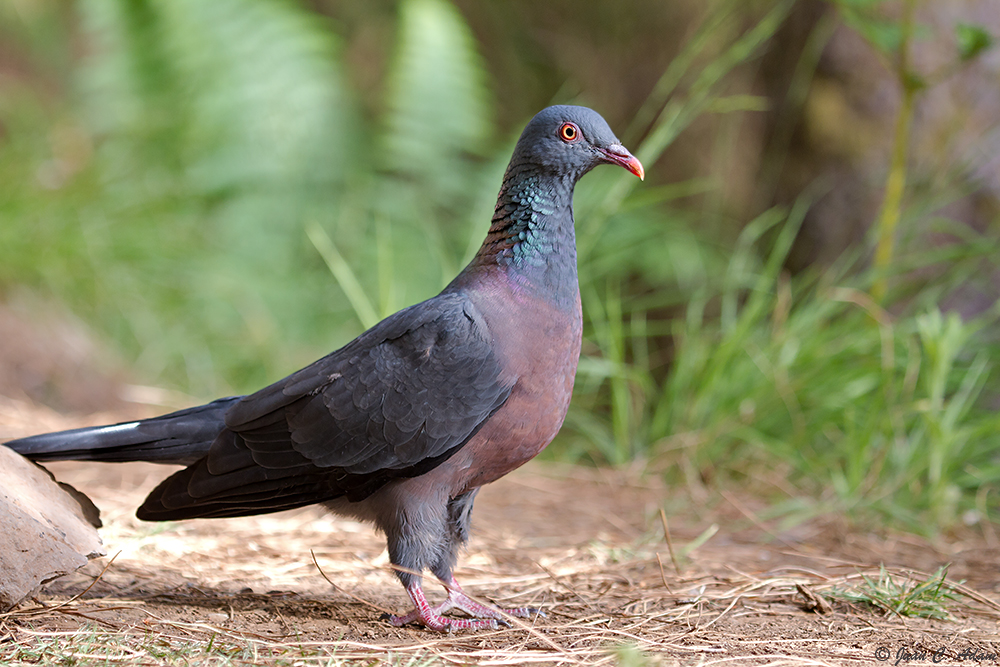 Naturfotografie Kanarische Inseln D Bolles Lorbeertaube (Columba