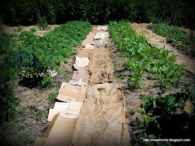 A Way to Live: No-Till Polyculture