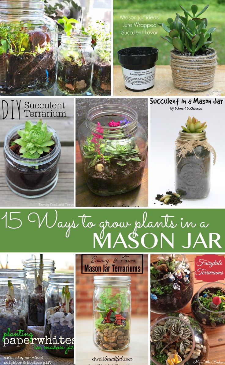 Crafts with Jars Grow Plants in a Mason Jar