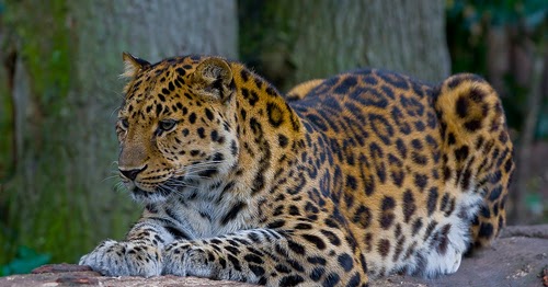 Endangered Species: Amur Leopard