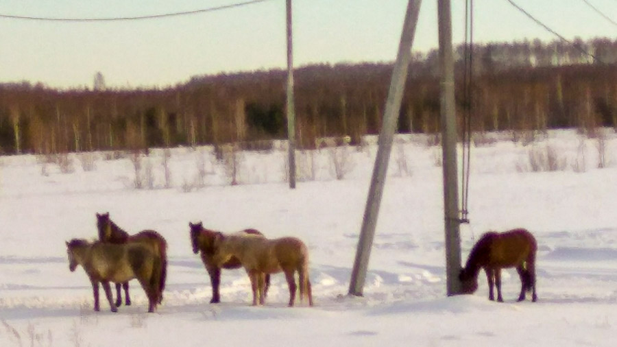 Вокруг Аргазей в феврале