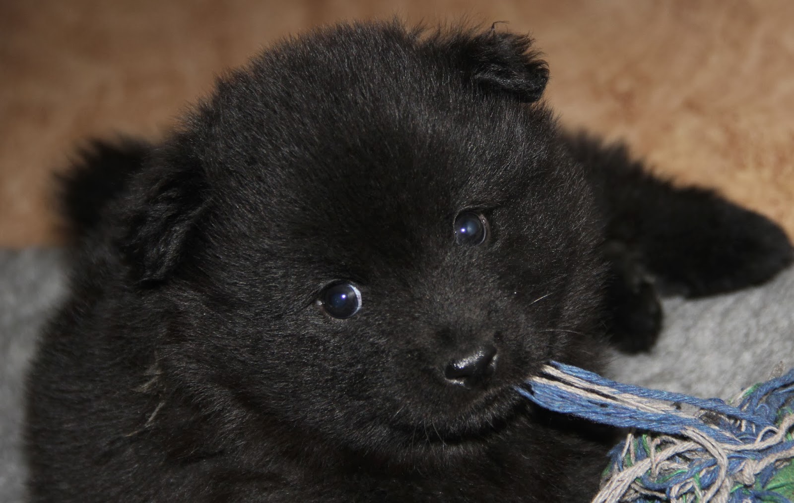 dejta 19 åring utveckling