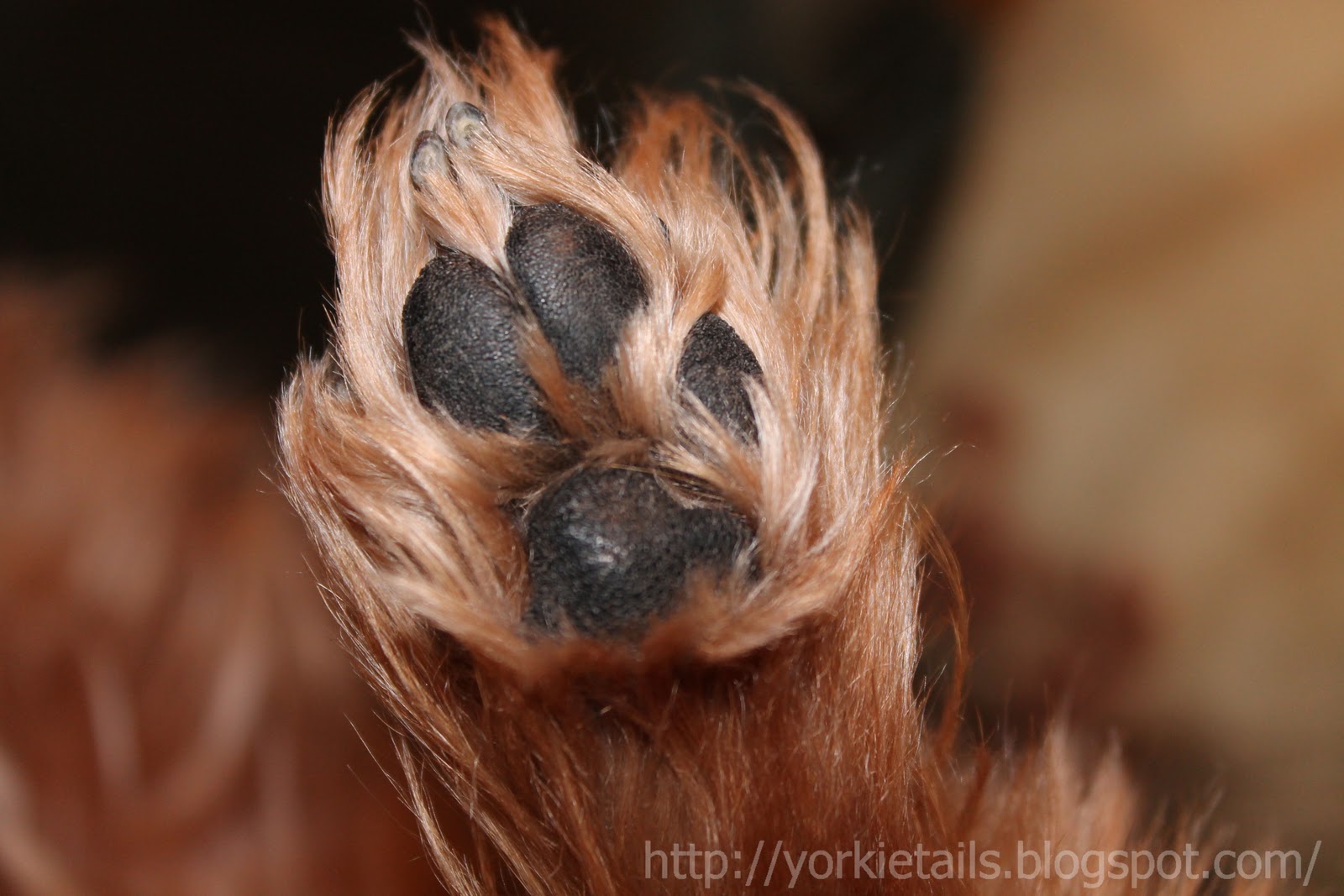 why do yorkies like to yorkie without docked breeds picture why do yorkies like to yorkie without docked breeds picture
