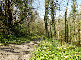 Path leading from Pont to the church at Lanteglos-by-Fowey