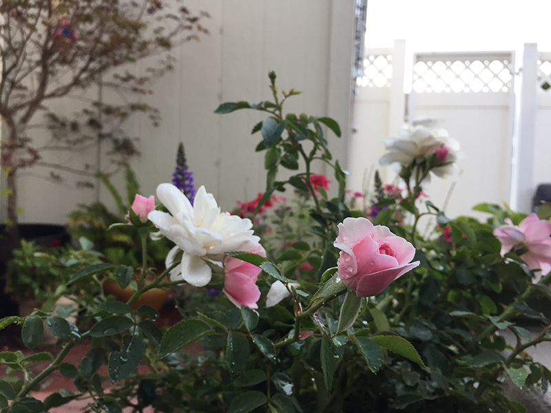 How To Grow Roses in Containers THE JOY BLOG