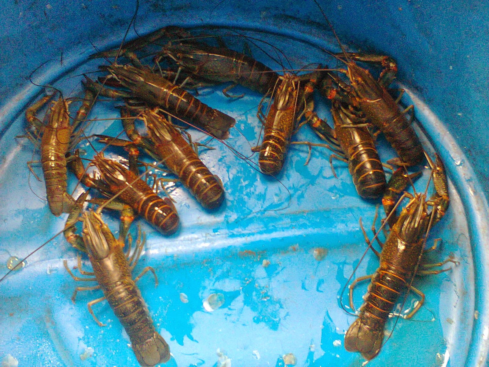 SUPPLIER MAKANAN LAUT LAT/LOBSTER AIR TAWAR supplier lobster jakarta