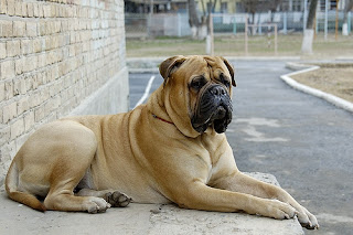 Anjing Bullmastiff