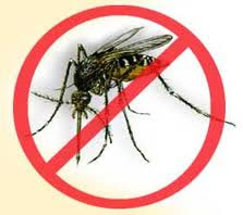 Dengue fever - information, symptoms and treatments