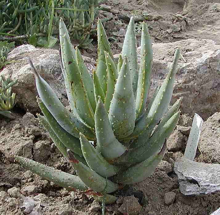 Aloe+Dichotoma+-+Quiver+Tree++10.jpg