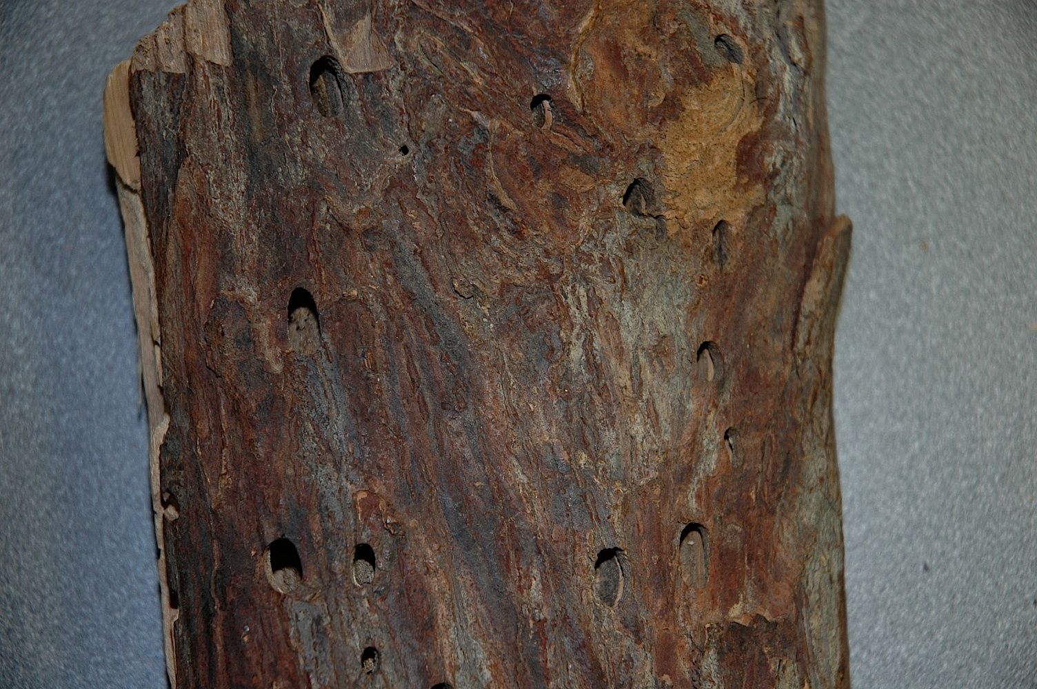 Field Biology in Southeastern Ohio What's In A Log? Forest Insect Pests!