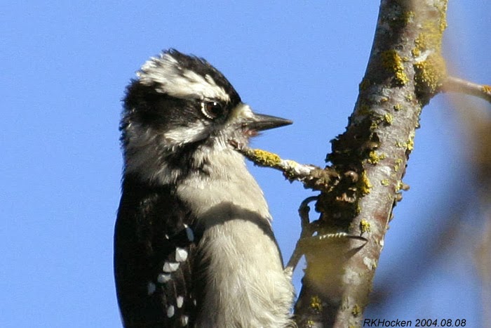 Black Woodpecker resting