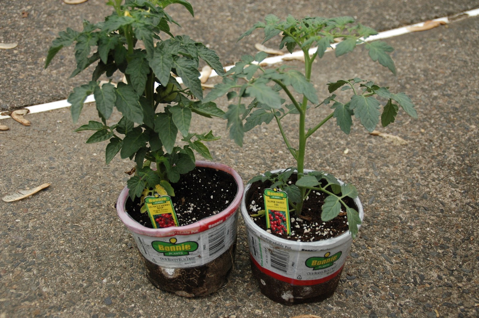 Photography Damentions Transplanting Tomato Plants Into