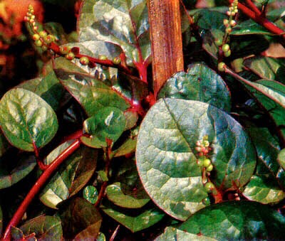 Khasiat Dan Manfaat Gendola (Basella rubra) seluruh bagian tanaman ini dapat dimanfaatkan untuk mengobati beberapa penyakit Khasiat Dan Manfaat Gendola (Basella rubra)