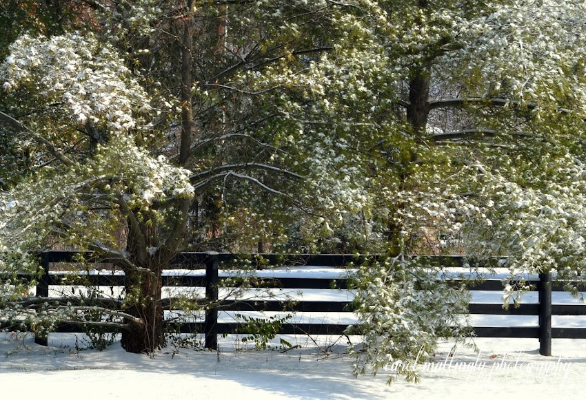 Carol Mattingly Photography Winter Wonderland