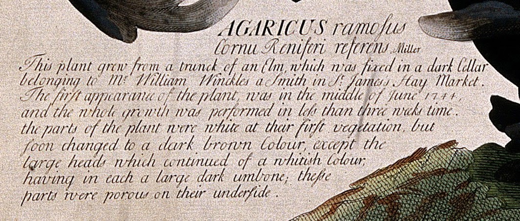 Ehret's description of Agaricus ramous Ployporus squamosus