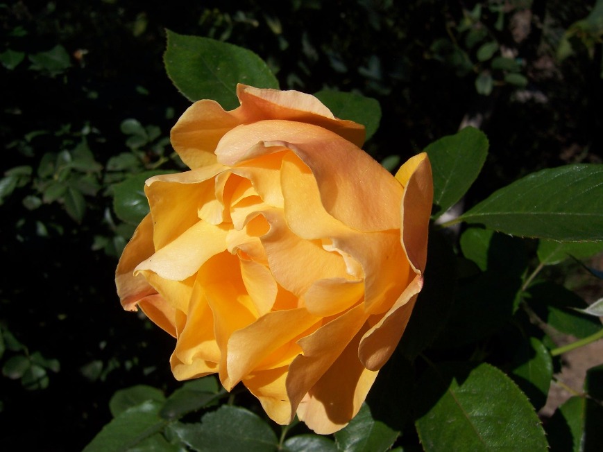 The 2 Minute Gardener November 2011