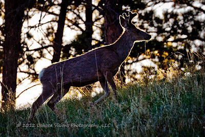Velvet Antlers White Tailed Deer in Custer State Park Black Hills by Dakota Visions Photography LLC