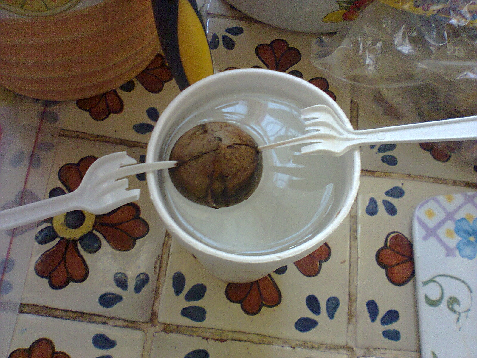 COSITIS!!!: COMO SEMBRAR UN HUESO DE AGUACATE