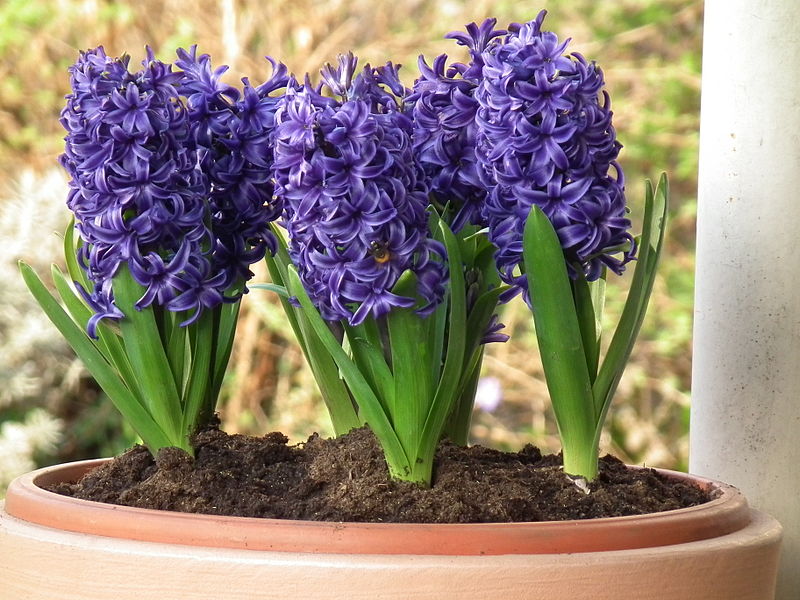 Romantic Gardening How to Force Spring Flowering Bulbs in Water