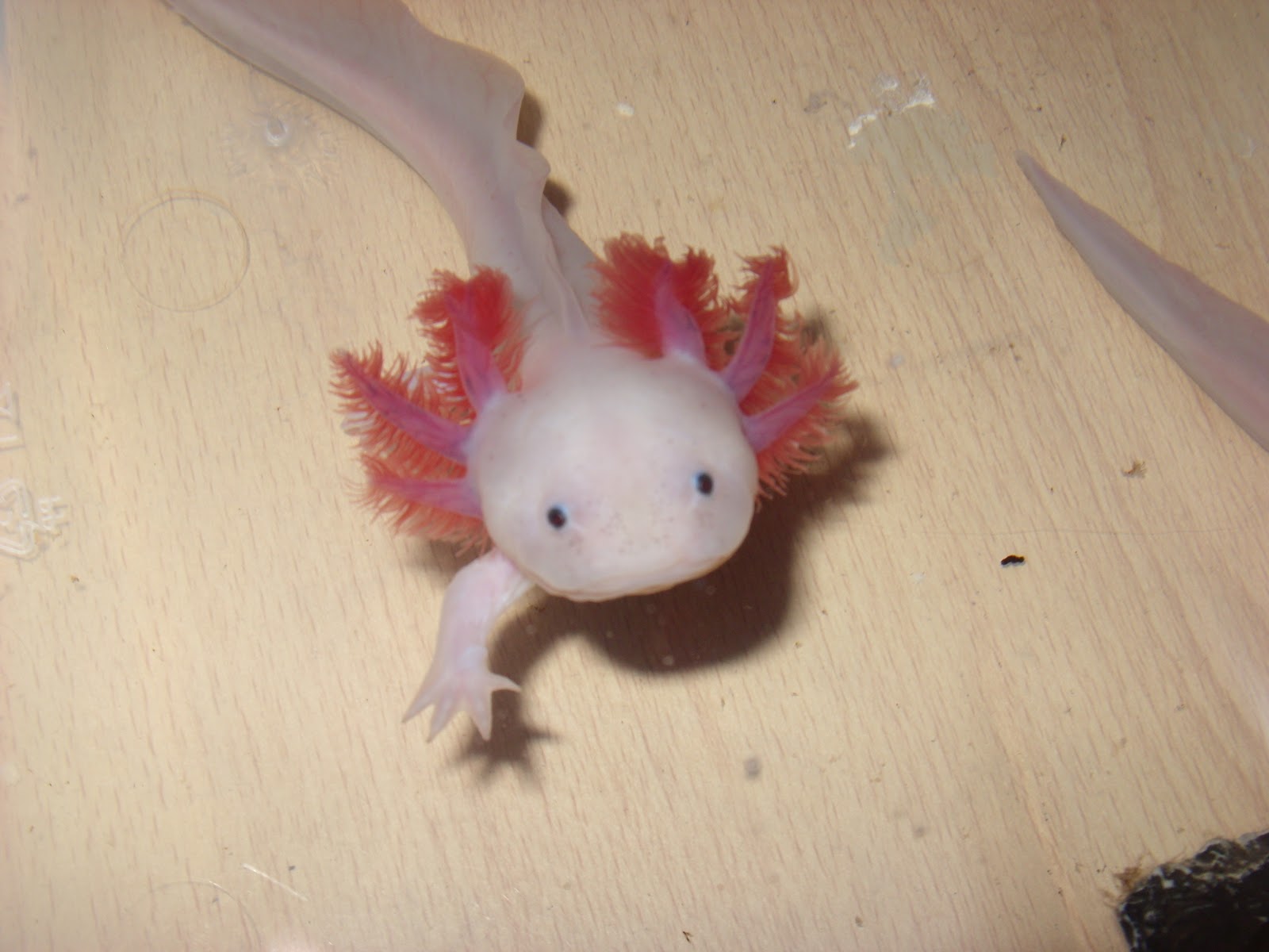 Manchester Axolotls Tub 5