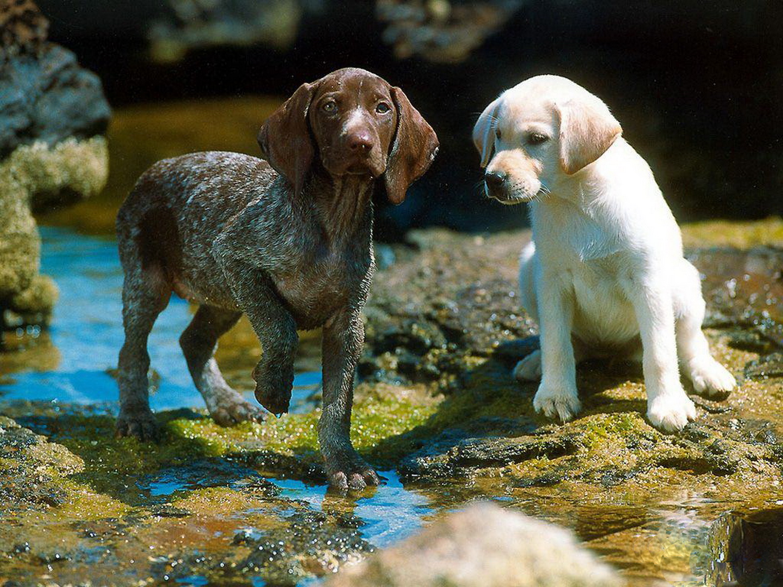 http://1.bp.blogspot.com/-89Hrq_4-wA8/Tyw8WmmALCI/AAAAAAAAA2k/6RZ6iPOZH8U/s1600/16-Cute+Dog+1600x1200.jpg