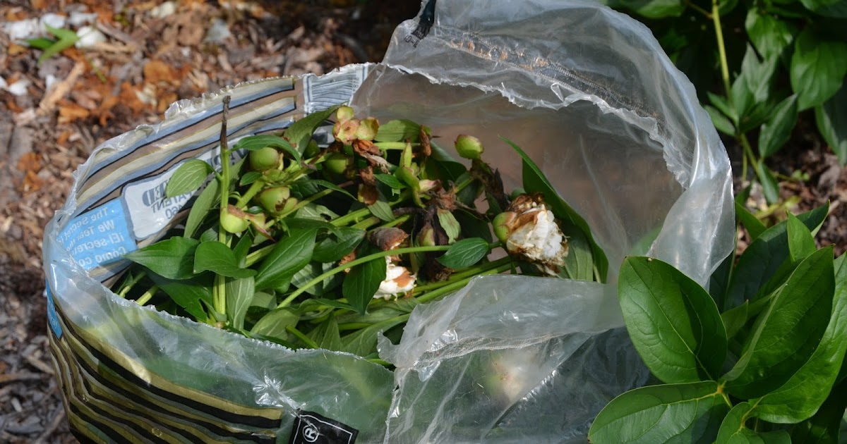 Southern Peony 2013 Deadheading Removing Spent Peony Blooms