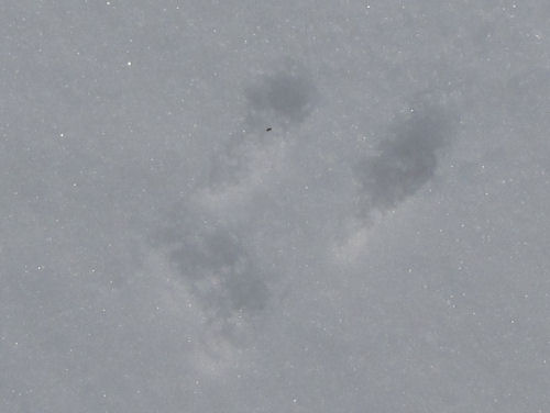 vole tracks