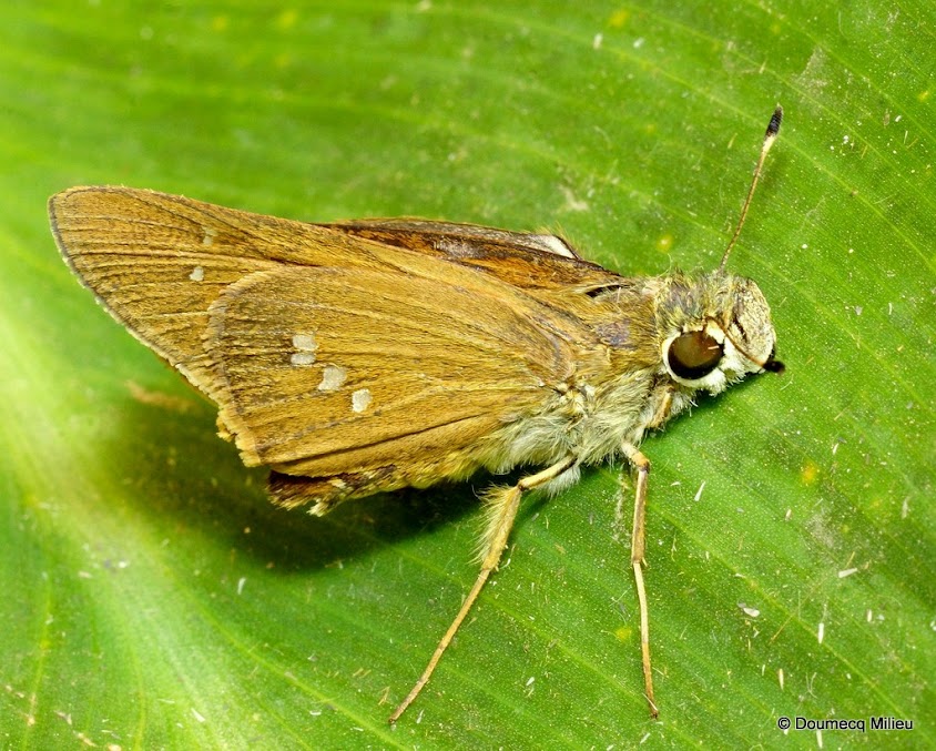 Mis Mariposas Familia Hesperiidae