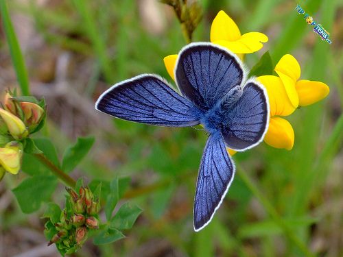 Silvery-Blue-Butterfly.jpg