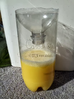 Diy fly trap bait, yellow jacket austin, yellow jacket bee sting home