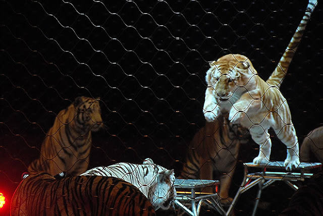 Tigers at Ringling Bros and Barnum and Bailey Circus Xtreme photo by K., Johnson, Picturologist 