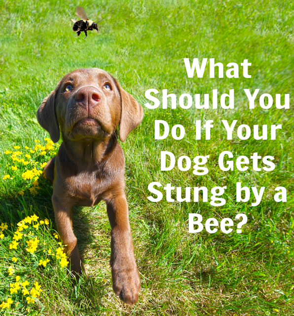 What is the meaning of The dog stepped on the bee.? - Question about  English (US)