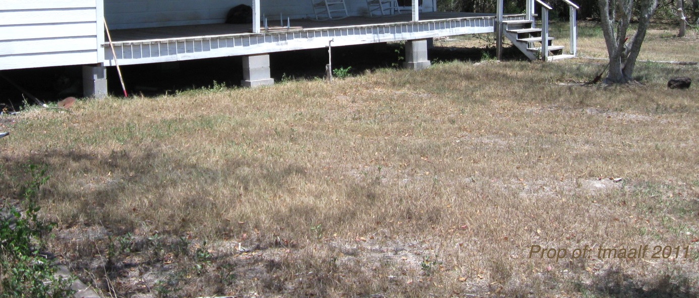 Two Men and a Little Farm OUR BAHIA GRASS IS DEAD OR IS IT?