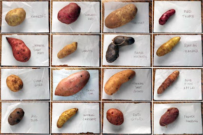 potato potatoes varieties winter farm