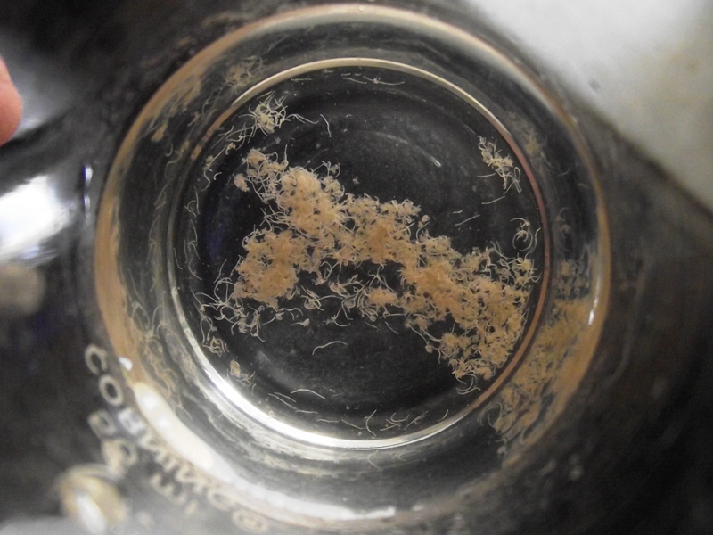 KASTOR48252 Freshwater Detritus Worms