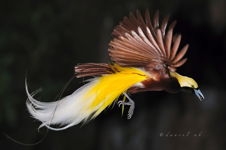 Exotic Birds Loiseau Exotic Birds Loiseau