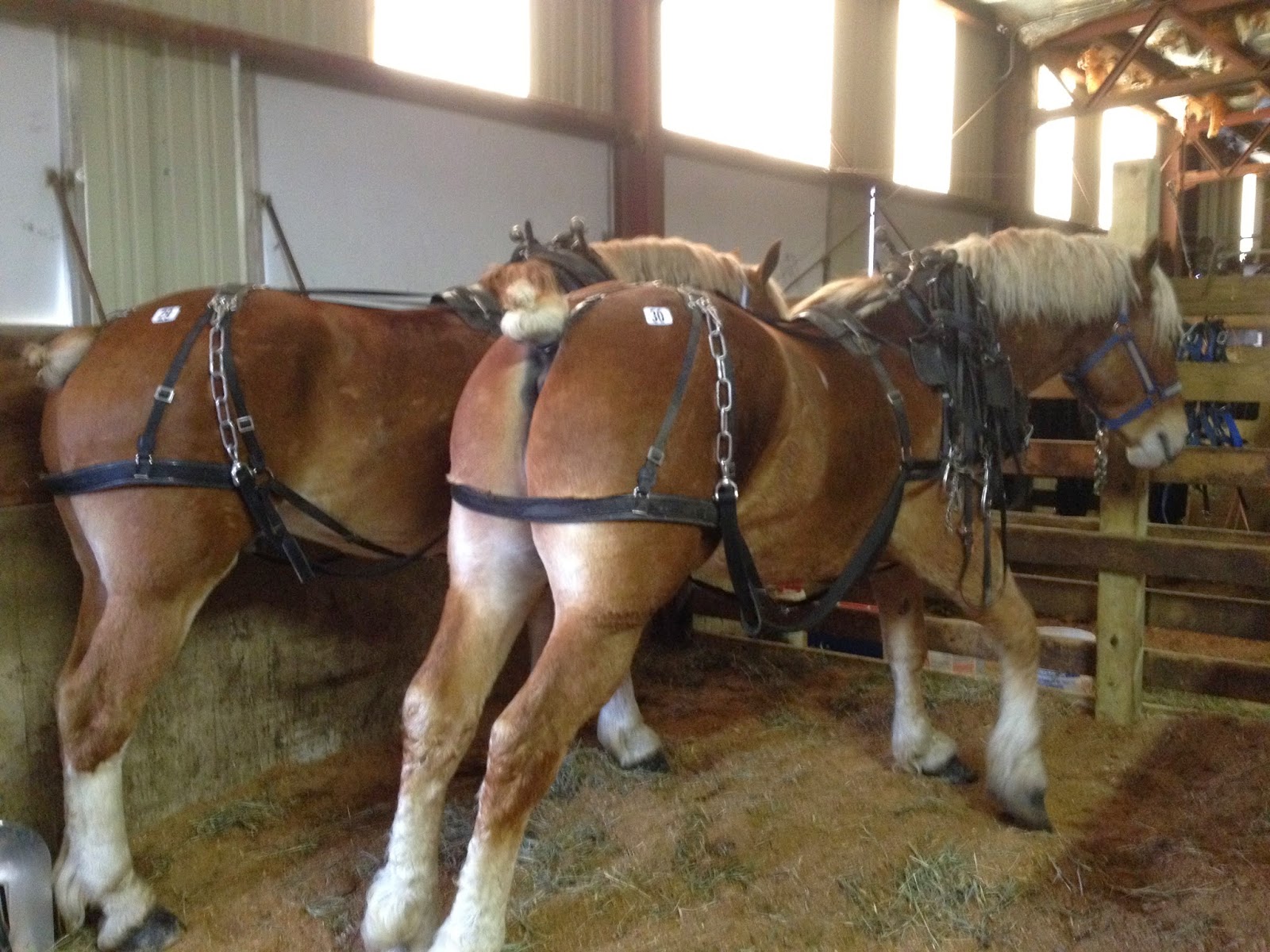 Amish Horses March 2014