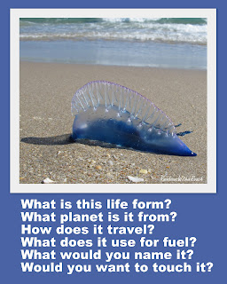 Jellyfish Writing Prompt Photo of: jellyfish on beach