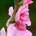 Favorite Summer Flower-  Using Gladiolus