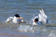 This Royal Tern's refreshing late afternoon bath looks to be as much fun, . (royal tern murrells inlet sc )