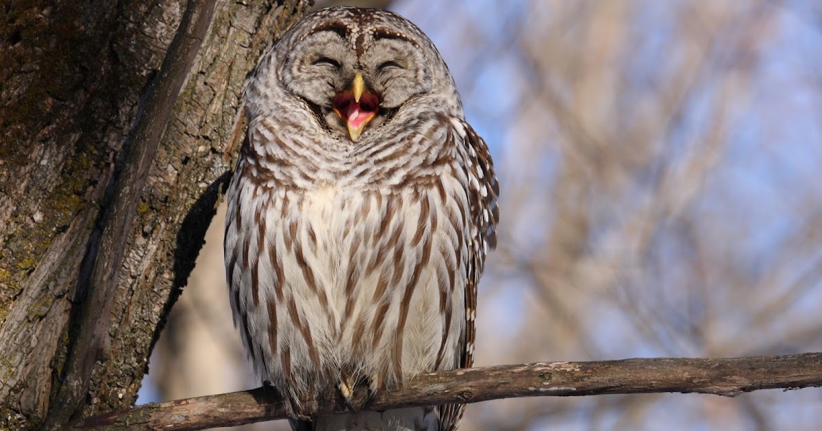 wild birds unlimited photo share barred owl laughs wild birds unlimited photo share barred owl laughs
