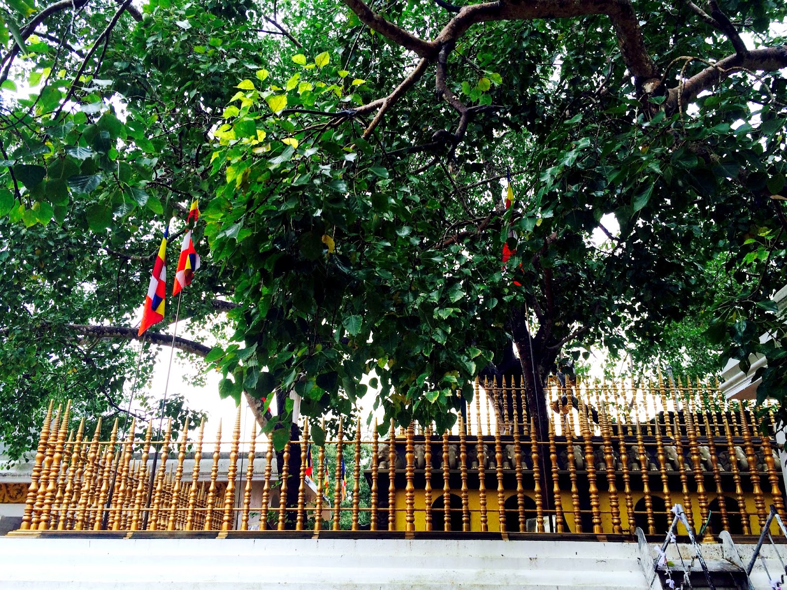 Jaya Sri Maha Bodhi in Sri Lanka